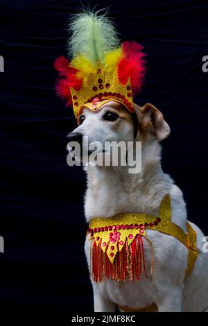 Portrait d'un chien habillé pour le carnaval, avec des plumes, des paillettes et des paillettes Banque D'Images