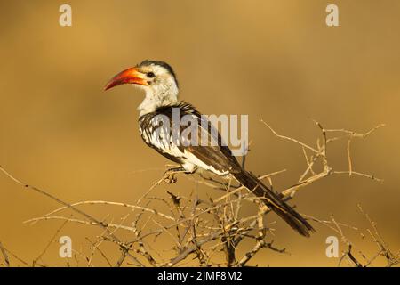 Hornbill rouge (Tokus erythrorhynchus) perché sur une branche mince Banque D'Images