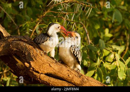 Paire de Hornbills rouges (Tokus erythrorhynchus) perchée branche d'une branche d'alimentation juvénile en interaction Banque D'Images