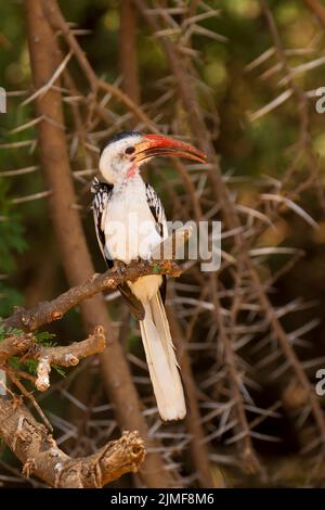 Hornbill rouge (Tokus erythrorhynchus) perché sur une branche entourée d'épines Banque D'Images