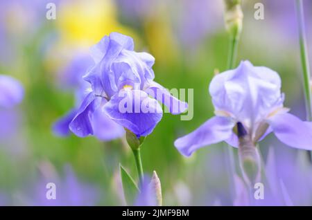 Iris Violet. Belle fleur de jardin close up sur fond vert Banque D'Images