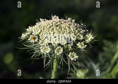 Les carottes fleuries dans le jardin familial Banque D'Images