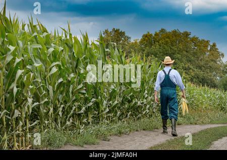 L'âge moyen de l'inspection au champ de maïs des agriculteurs Banque D'Images