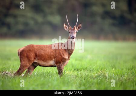 Cerf rouge dans la nature, dans la clairière Banque D'Images