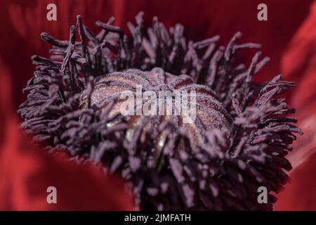 Gros plan d'une fleur de pavot rouge et pourpre, Royaume-Uni Banque D'Images