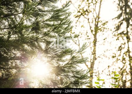 Des poutres de soleil se diffusent à travers les pins et éclairent le jeune feuillage vert sur les buissons de la forêt de pins au printemps. Banque D'Images