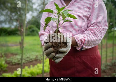Usine de poivre sur le point d'être plantée par un agriculteur dans sa plantation en Afrique Banque D'Images