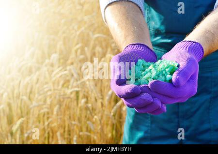 Farmer tenir dans ses mains les engrais avec champ de blé à l'arrière-plan. Concept de soins et d'alimentation des plantes Banque D'Images