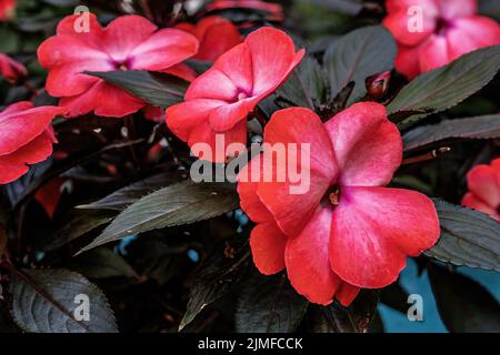Impatiens, 'Sunpatiens' avec de jolies fleurs rouges en été. Banque D'Images