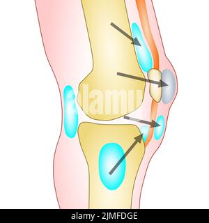 Anatomie de l'illustration du vecteur du genou sur fond blanc Banque D'Images