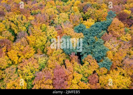 Paysage forestier d'automne de la vue de drone Banque D'Images