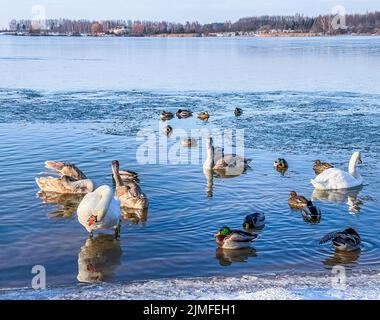 Drakes, canards colverts et cygnes nageant dans un lac gelé en hiver Banque D'Images