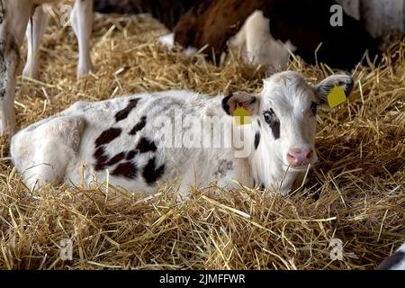 Veau noir et blanc sur la ferme Banque D'Images