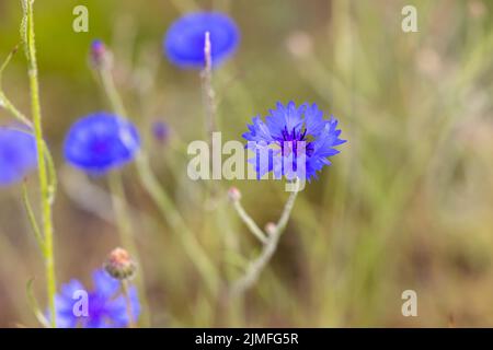 Bluebottle, Boutonniere Flower, Hurtsickle, Cyani Flower, bleuet, Centaurea cyanus, debout seul parmi le gras vert Banque D'Images