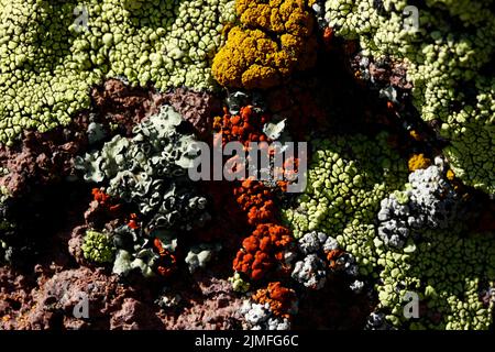 divers types de lichens sur une roche Banque D'Images