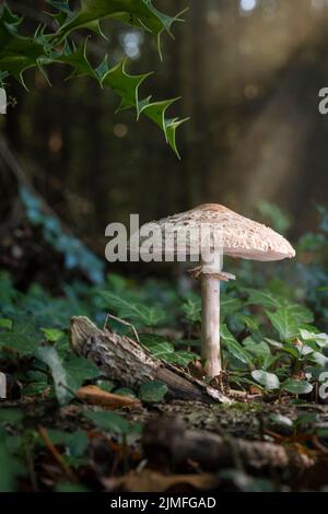 Grand champignon parasol Macrolepiota procera Banque D'Images