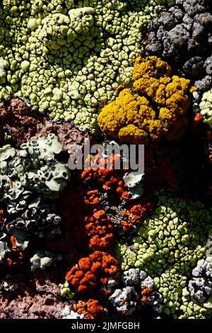 divers types de lichens sur une roche Banque D'Images