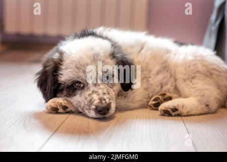 Chien de berger bulgare allongé sur le sol à l'intérieur Banque D'Images