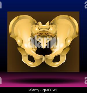 Bassin femelle, squelette humain, anatomie pelvienne des os, hanche, illustration graphique 2D Banque D'Images
