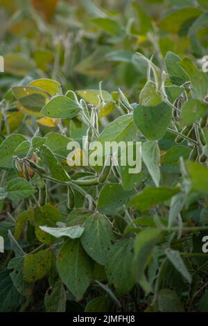 Image verticale des plants de soja dans les gousses et les feuilles de haricots Banque D'Images