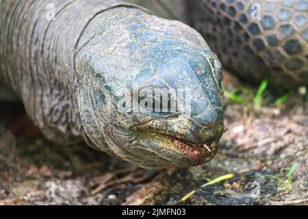 Une tortue géante Aldabra (dipsochelys gigantea), île Curieuse, Seychelles, Océan Indien, Afrique Banque D'Images