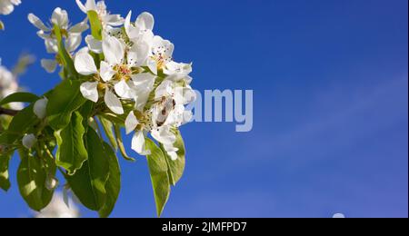 Fleurs de poire avec abeille et fond bleu pour l'espace de copie. Branche fleurie d'un arbre fruitier. Banque D'Images