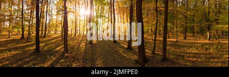 Arbres colorés dans la forêt d'automne, le soleil du matin brille Banque D'Images