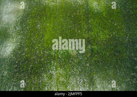 Champignons Green Moss texture résumé fond mur en béton. Arrière-plan rétro rouillé, grundy, gritty Banque D'Images