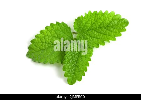 Feuilles de menthe fraîche sur fond blanc, feuilles vertes isolées de plantes parfumées pour des cocktails et des plats gastronomiques. Banque D'Images