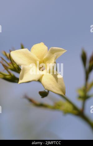 Crème caillée au jasmin. Crème de Devon. Petites fleurs en forme d'étoile, jaune pâle et fortement parfumées. Usine d'escalade. Floraison d'été. Grimpeur vigoureux. Banque D'Images