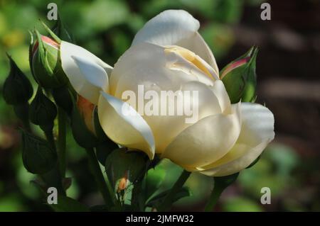 Perdita Apricot crème anglaise Rose David Austin Banque D'Images