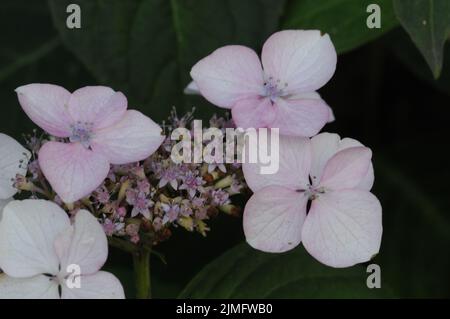 Hortensia Macrophilla vague blanche. Têtes de fleurs de lacecap aplaties de couleur blanche bleue et rose. Banque D'Images