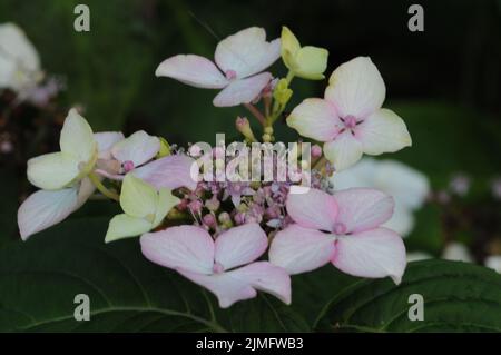 Hortensia Macrophilla vague blanche. Têtes de fleurs de lacecap aplaties de couleur blanche bleue et rose. Banque D'Images