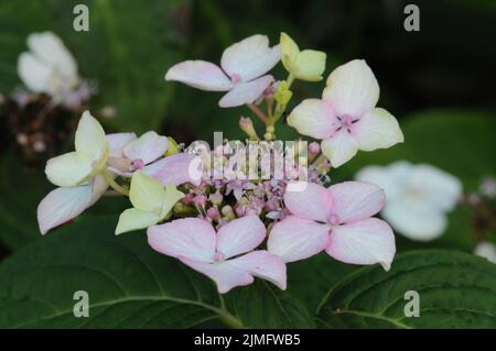 Hortensia Macrophilla vague blanche. Têtes de fleurs de lacecap aplaties de couleur blanche bleue et rose. Banque D'Images