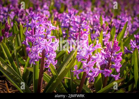 Grand lit de fleurs avec hyacinthes lilas Banque D'Images