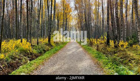 Un sentier dans le parc public en automne à la journée ensoleillée, arbres avec des feuilles dorées, herbe verte, panorama d'un parc, ciel bleu, bourgeons de t Banque D'Images