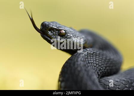 Vipère (Vipera berus) Banque D'Images
