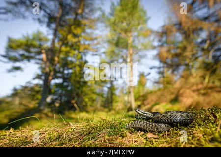 Vipère (Vipera berus) Banque D'Images