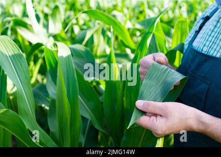 Agriculteur en combinaison faisant un examen des tiges de maïs à la photo de champ de gros plan Banque D'Images