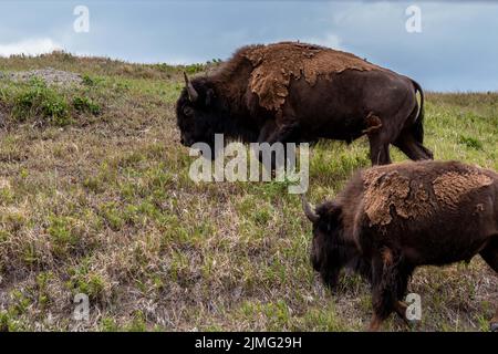 Bison américaine dans le domaine de Theodore Roosevelt NP, Dakota du Nord Banque D'Images