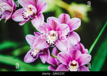 Pic de fleurs d'orchidées de bateau avec fleurs roses, gros plan Banque D'Images