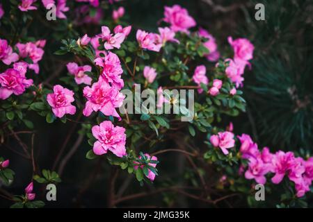 Fleur rose azalée Bush au printemps Banque D'Images