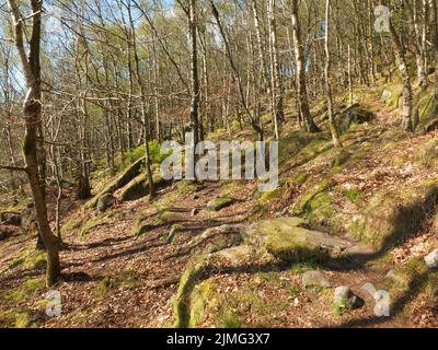 Bois de bouleau sur une colline escarpée avec des rochers recouverts de mousse et un ciel bleu ensoleillé dans la vallée de colden dans le Yorkshire de l'Ouest Banque D'Images