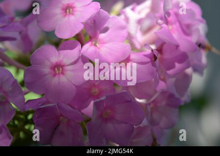 Beaucoup de petites fleurs brillantes inoubliables de couleur rouge, rose, blanc-rose illuminées par le soleil. Phloxes sont les fleurs d'été les plus coupées qui fleurissent. Banque D'Images