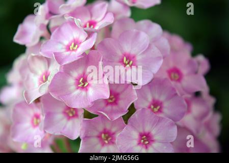 Beaucoup de petites fleurs brillantes inoubliables de couleur rouge, rose, blanc-rose illuminées par le soleil. Phloxes sont les fleurs d'été les plus coupées qui fleurissent. Banque D'Images