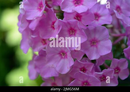 Beaucoup de petites fleurs brillantes inoubliables de couleur rouge, rose, blanc-rose illuminées par le soleil. Phloxes sont les fleurs d'été les plus coupées qui fleurissent. Banque D'Images