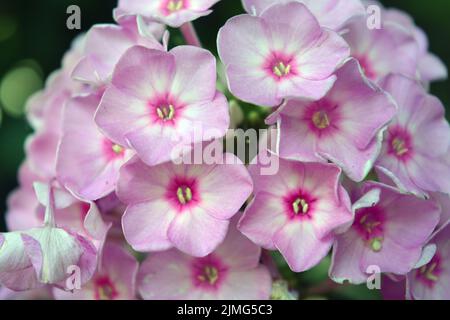 Beaucoup de petites fleurs brillantes inoubliables de couleur rouge, rose, blanc-rose illuminées par le soleil. Phloxes sont les fleurs d'été les plus coupées qui fleurissent. Banque D'Images