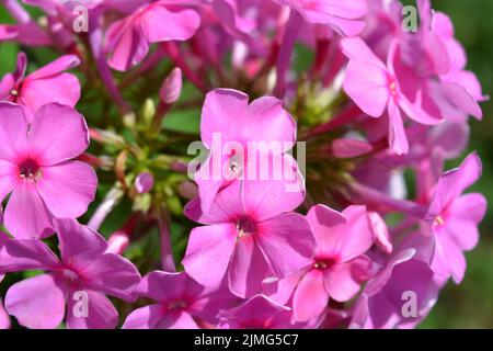 Beaucoup de petites fleurs brillantes inoubliables de couleur rouge, rose, blanc-rose illuminées par le soleil. Phloxes sont les fleurs d'été les plus coupées qui fleurissent. Banque D'Images