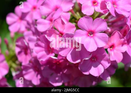 Beaucoup de petites fleurs brillantes inoubliables de couleur rouge, rose, blanc-rose illuminées par le soleil. Phloxes sont les fleurs d'été les plus coupées qui fleurissent. Banque D'Images