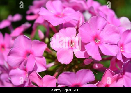 Beaucoup de petites fleurs brillantes inoubliables de couleur rouge, rose, blanc-rose illuminées par le soleil. Phloxes sont les fleurs d'été les plus coupées qui fleurissent. Banque D'Images